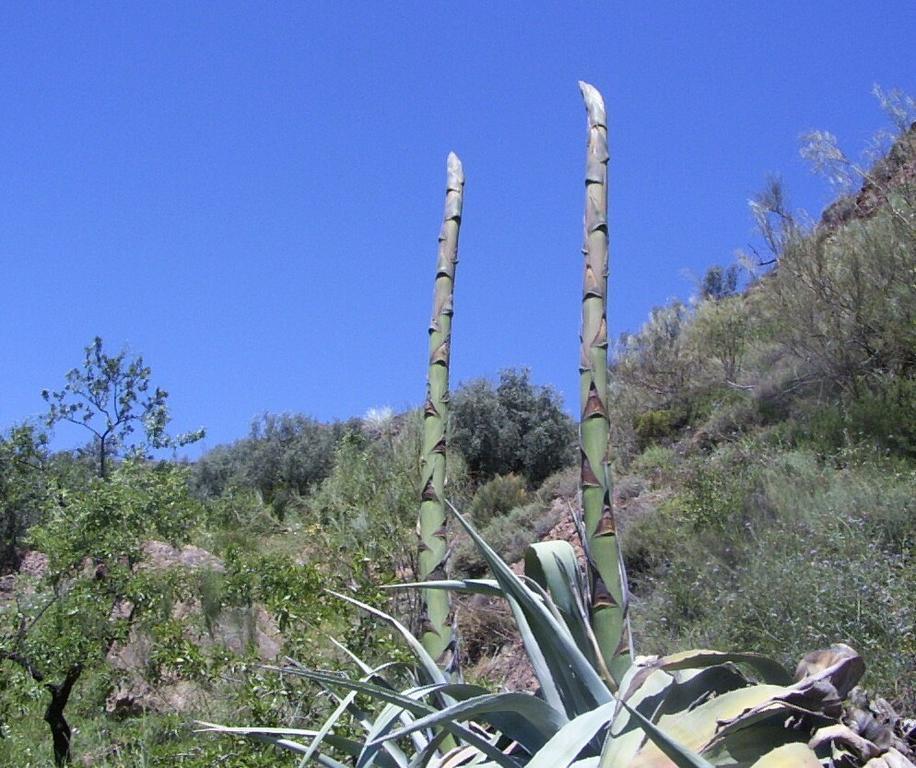 Sierra Y Mar